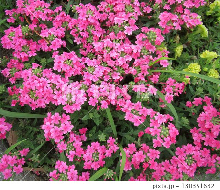 芝桜（シバザクラ）の花のアップ 130351632