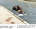 アジアゾウの交尾 130351777