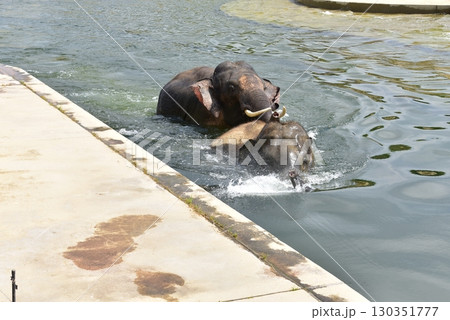 アジアゾウの交尾 130351777
