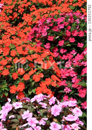 満開のインパチェンスの花 130351792