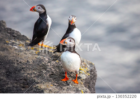 Colorful puffins perched on rocky cliffs along the coast of Iceland 130352220