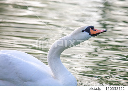 Majestic swan gliding gracefully across the tranquil lake at sunrise Majestic swan gliding gracefully across the tranquil lake at sunrise 130352322