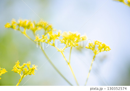 女郎花 女郎花 130352574