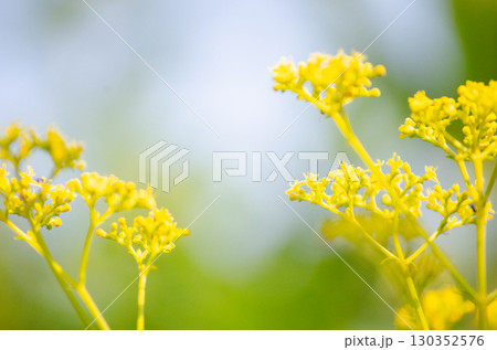 女郎花 女郎花 130352576