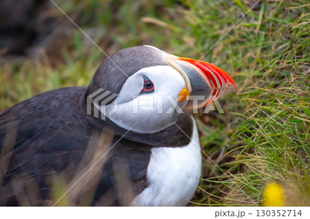 Puffin resting on grassy terrain in Iceland during the daylight hours 130352714