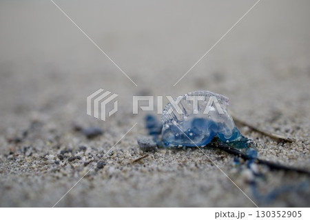砂浜に打ち上げられた危険生物 130352905