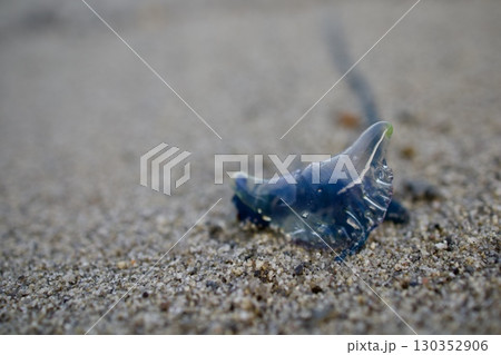 危険なクラゲカツオノエボシ 危険なクラゲカツオノエボシ 130352906