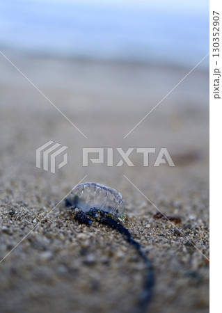 海を見渡すカツオノエボシ 130352907