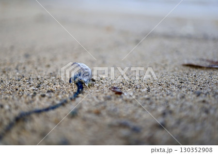 美しい危険生物 130352908