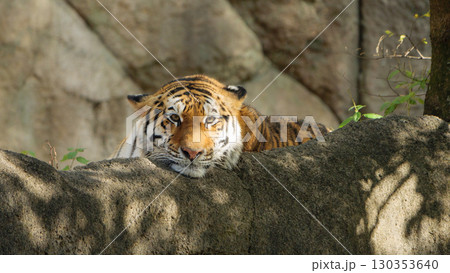 岩場で寛ぐトラのメス 130353640