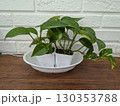 観葉植物 130353788