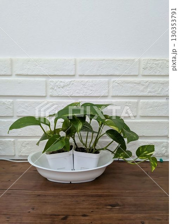 観葉植物 130353791