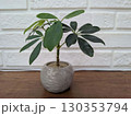 観葉植物 130353794