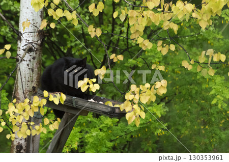Black cat sitting on a tree in autumn forest. Black cat on a bird feeder. 130353961