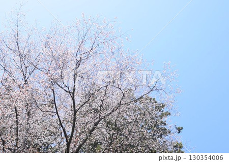 青空に映える満開の桜 青空に映える満開の桜 130354006