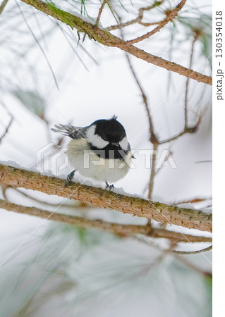 ヒガラ　日本最小種5種に入る野鳥 130354018