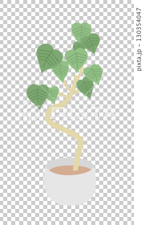 観葉植物 130354047
