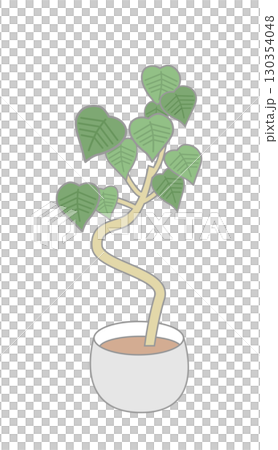 Foliage plant  130354048