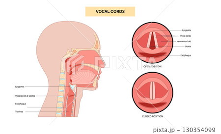 Vocal cords anatomy Vocal cords anatomy 130354099