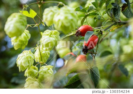 Wild Hops and Hawthorn in sunny weather 130354234