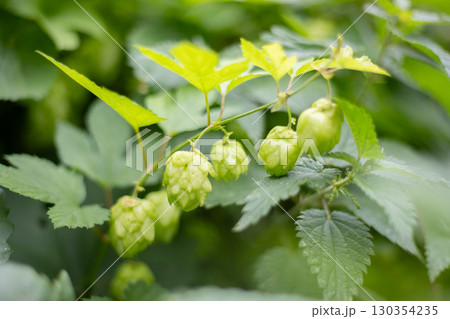 Wild Hops in sunny weather 130354235