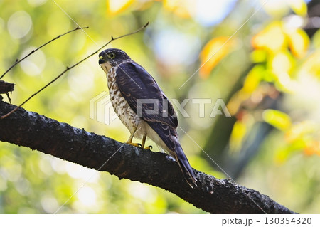 ツミ　日本最小の猛禽　亜成長 130354320