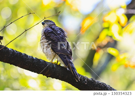 ツミ　日本最小の猛禽　亜成長 130354323