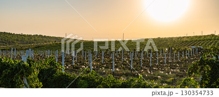 Vineyard field at sunset, rows of grape plants on hillside Vineyard field at sunset, rows of grape plants on hillside 130354733