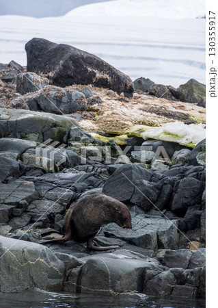 Fur seal on a rock Fur seal on a rock 130355917