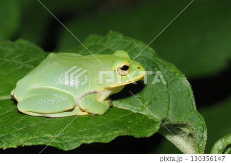シュレーゲルアオガエル 130356147