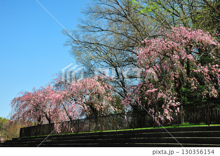 平和公園（名古屋市）の桜 130356154