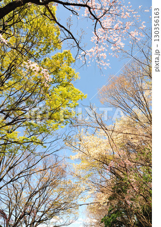 平和公園（名古屋市）の桜 130356163