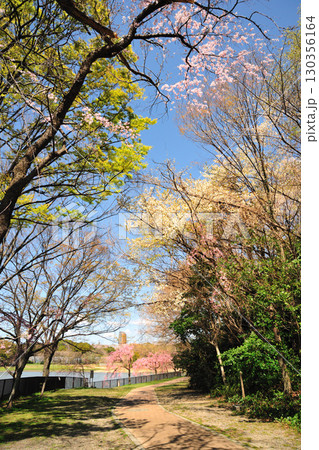 平和公園（名古屋市）の桜 130356164