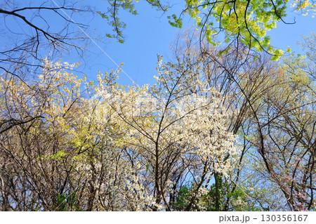 平和公園(名古屋市)の桜 平和公園(名古屋市)の桜 130356167