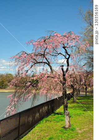 平和公園（名古屋市）の桜 130356169