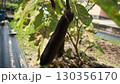 家庭菜園のナス 130356170