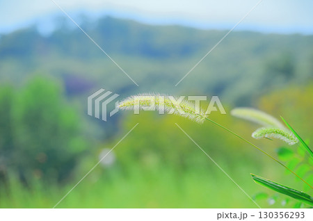 栃木県みかも山とエノコログサ 130356293