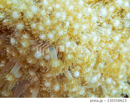 ニホンアワサンゴ（ミドリイシ科）の群生。ヒリゾ浜中木南伊豆町伊豆半島静岡県2024 130356623