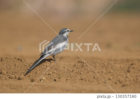 茶色い土の上に立つハクセキレイ、背中 130357160
