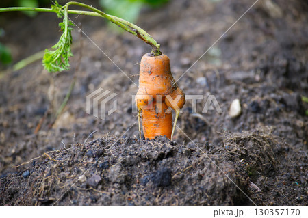 Ugly carrot growing in the garden soil Ugly carrot growing in the garden soil 130357170