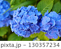 満開のアジサイ 130357234