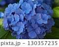 満開のアジサイ 130357235