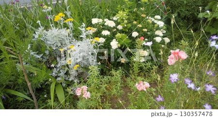 シモツケの白い花ゴテチアの桃色の花ムギナデシコの青い花シロタエギクの黄色い花 130357478