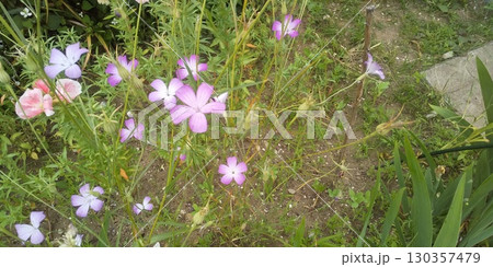 ムギナデシコの桃色の花 130357479
