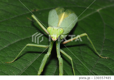 ハラビロカマキリ ハラビロカマキリ 130357485
