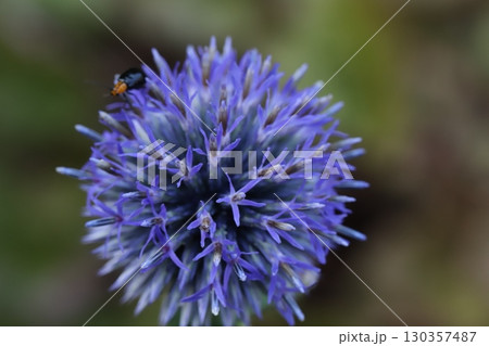 夏の庭に咲く紫色のルリタマアザミの花 130357487