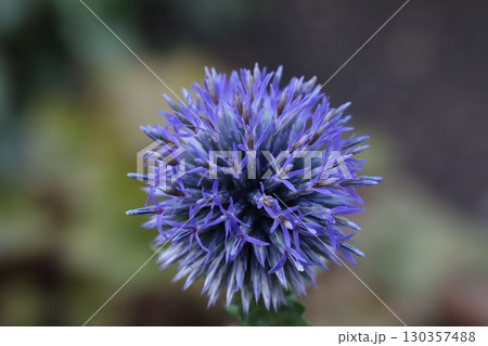 夏の庭に咲く紫色のルリタマアザミの花 130357488