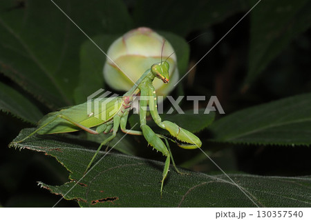 ハラビロカマキリ ハラビロカマキリ 130357540