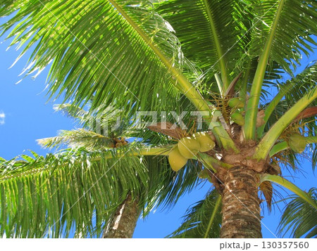 ヤシの木 130357560