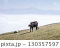 Brown cow standing on a grassy mountain slope above clouds under clear sky 130357597